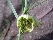 Fritillaria verticillata